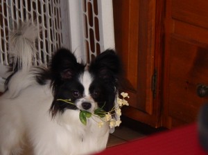 Tommy Brings Mom Flowers! Tommy Snatches The Flowers!