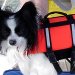 Dog Life Jacket